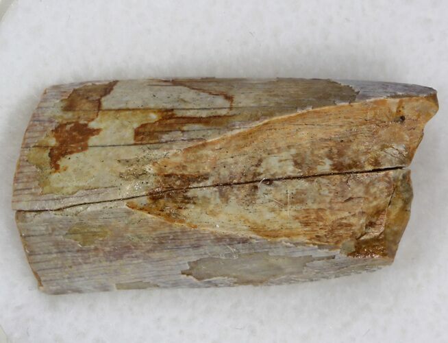 Tyrannosaur Tooth Fragment - Javalina Formation, Texas #33225